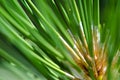 NatureÃ¢â¬â¢s Abstract Ã¢â¬â Pine Needles